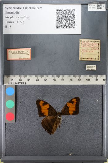 Media type: image;   Entomology 140921
